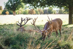 Wildlife and Ecology Blog