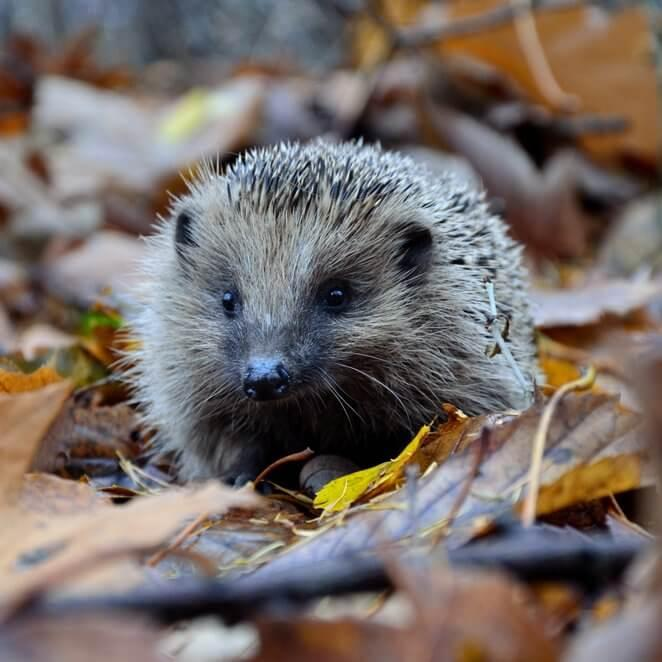 Wildlife Around British Casino Towns: From Newmarket to Brighton